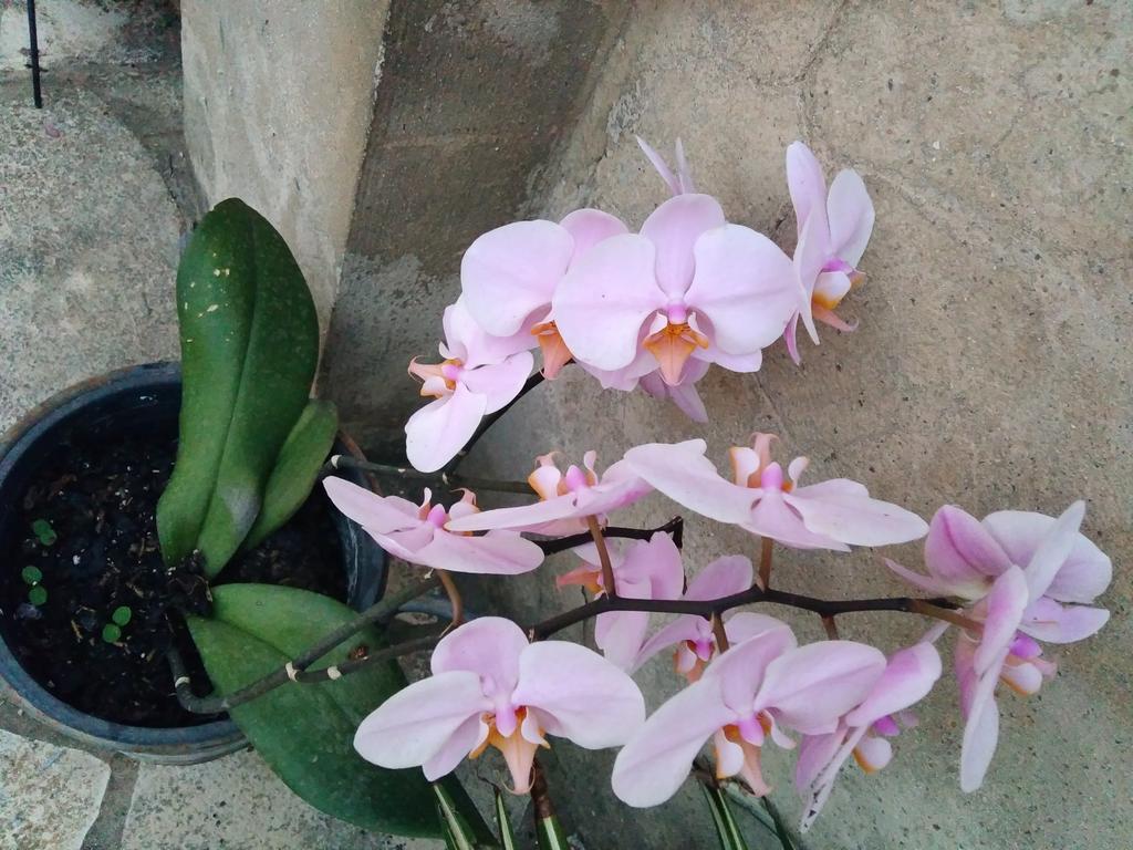 Ca Bienvenida Villa มีรามา ภายนอก รูปภาพ